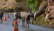 PICTURES/Mt Carmel Highway & Lodging/t_Mt. Carmel Hwy - Sheep16.JPG